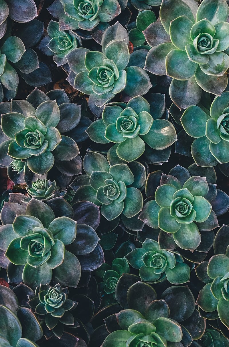 Succulent Mains